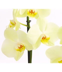 Schmetterlingsorchidee - Phalaenopsis Cultivars -Dehner 8207201 PR DE 001 SchmetterlingsorchideePhalaenopsis2TrieberVerzweigt25DehnerExpressHerzig