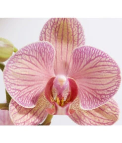 Schmetterlingsorchidee - Phalaenopsis Cultivars -Dehner 8207201 PR DE 002 PHalaenopsis2TrieberVerzweigtSortenmixSchmetterlingsorchideeT12DehnerExpressZS