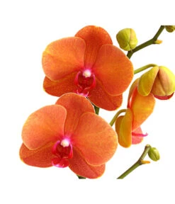 Schmetterlingsorchidee - Phalaenopsis Cultivars -Dehner 8207201 PR DE 002 SchmetterlingsorchideePhalaenopsis2TrieberVerzweigt25DehnerExpressHerzig