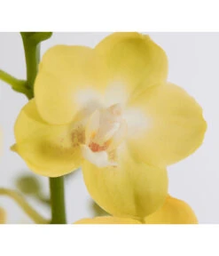 Schmetterlingsorchidee - Phalaenopsis Cultivars -Dehner 8207201 PR DE 003 PHalaenopsis2TrieberVerzweigtSortenmixSchmetterlingsorchideeT12DehnerExpressZS