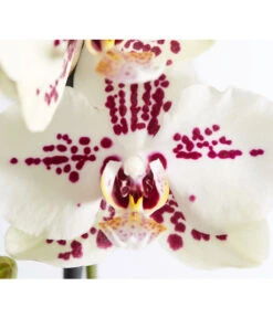 Schmetterlingsorchidee - Phalaenopsis Cultivars -Dehner 8207201 PR DE 004 PHalaenopsis2TrieberVerzweigtSortenmixSchmetterlingsorchideeT12DehnerExpressZS