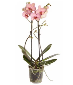 Schmetterlingsorchidee - Phalaenopsis Cultivars -Dehner 8207201 PR FS 002 PHalaenopsis2TrieberVerzweigtSortenmixSchmetterlingsorchideeT12DehnerExpressZS
