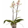 Schmetterlingsorchidee - Phalaenopsis Cultivars -Dehner 8207201 PR FS 004 PHalaenopsis2TrieberVerzweigtSortenmixSchmetterlingsorchideeT12DehnerExpressZS