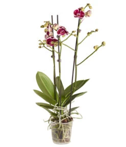 Schmetterlingsorchidee - Phalaenopsis Cultivars -Dehner 8207201 PR FS 04 PHalaenopsis2TrieberVerzweigtSortenmixSchmetterlingsorchideeT12DehnerExpressZS