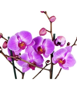 Schmetterlingsorchidee - Phalaenopsis Cultivars -Dehner 8207201 WE DE 004 SchmetterlingsorchideePhalaenopsis2TrieberVerzweigt25DehnerExpressHerzig
