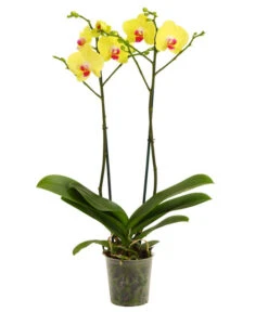 Schmetterlingsorchidee - Phalaenopsis Cultivars -Dehner 8207201 WE FS 001 Phalaenopsis2TrieberVerzweigt25Dehner