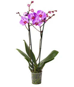 Schmetterlingsorchidee - Phalaenopsis Cultivars -Dehner 8207201 WE FS 004 SchmetterlingsorchideePhalaenopsis2TrieberVerzweigt25DehnerExpressHerzig