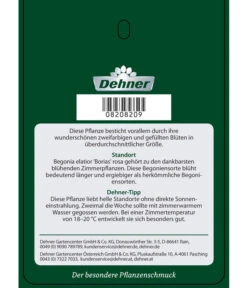 Elatior-Begonie - Begonia Elatior 'Borias®' 11 Elatior-Begonie - Begonia Elatior 'Borias®' -Dehner 8208209 BegonieBoriasrosa Etikett 2