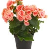 Elatior-Begonie - Begonia Elatior 'Borias®' -Dehner 8208209 PR FS 002 BegonieBegoniaBoriasRosaT13PremiumDehnerExpressHerzig