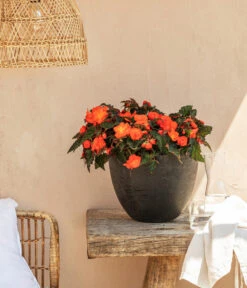 Hängebegonie, Verschiedene Sorten -Dehner 8208381 20220518 WE MO 001 BegonieOrange