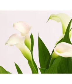Zimmercalla - Zantedeschia Albomaculata, Verschiedene Sorten -Dehner 8210734 WE DE 001 CallaOWDehnerExpressHerzig