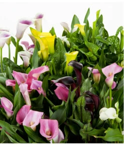 Zimmercalla - Zantedeschia Albomaculata, Verschiedene Sorten -Dehner 8210734 WE DE 002 ZantedeschiaHybrideMixEvaWunderlich