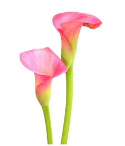Zimmercalla - Zantedeschia Albomaculata, Verschiedene Sorten -Dehner 8210734 WE DE 003 ZantedeschiaHybrideT12OWDehnerExpressHerzig