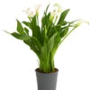 Zimmercalla - Zantedeschia Albomaculata, Verschiedene Sorten -Dehner 8210734 WE FS 001 CallaOWDehnerExpressHerzig