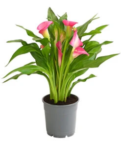 Zimmercalla - Zantedeschia Albomaculata, Verschiedene Sorten -Dehner 8210734 WE FS 003 ZantedeschiaHybrideT12OWDehnerExpressHerzig