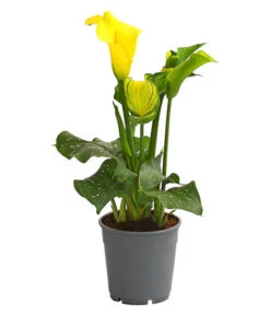 Zimmercalla - Zantedeschia Albomaculata, Verschiedene Sorten -Dehner 8210734 WE FS 004 ZantedeschiaHybrideT12OWDehnerExpressHerzig