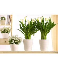 Zimmercalla - Zantedeschia Albomaculata, Verschiedene Sorten -Dehner 8210734 WE MO 001 CallaDehnerExpressHerzig
