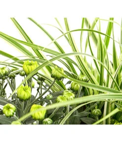 Herbst-Chrysantheme Mit Gras Im Blumenkasten, Verschiedene Farben 21 Herbst-Chrysantheme Mit Gras Im Blumenkasten, Verschiedene Farben -Dehner 8213217 PR DE 001 ChrysanthemeMulitfloraMitGrasKastenDehnerExpressHerzig