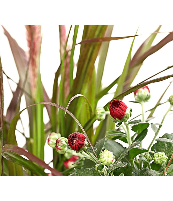 Herbst-Chrysantheme Mit Gras Im Blumenkasten, Verschiedene Farben 11 Herbst-Chrysantheme Mit Gras Im Blumenkasten, Verschiedene Farben – Bild 9