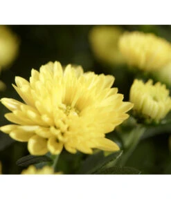 Herbst-Chrysantheme Mit Gras Im Blumenkasten, Verschiedene Farben 18 Herbst-Chrysantheme Mit Gras Im Blumenkasten, Verschiedene Farben -Dehner 8213217 PR DE 011 ChrysanthemeMultifloraImKastenMitGrasDehnerExpressZS