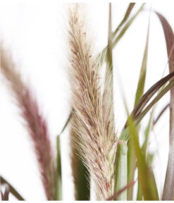 Herbst-Chrysantheme Mit Gras Im Blumenkasten, Verschiedene Farben 17 Herbst-Chrysantheme Mit Gras Im Blumenkasten, Verschiedene Farben -Dehner 8213217 PR DE 012 ChrysanthemeMultifloraImKastenMitGrasDehnerExpressZS