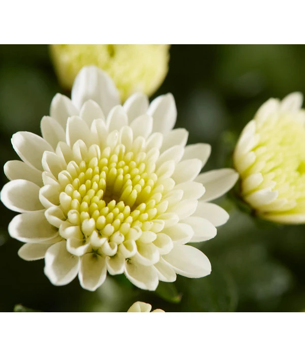 Herbst-Chrysantheme Mit Gras Im Blumenkasten, Verschiedene Farben 7 Herbst-Chrysantheme Mit Gras Im Blumenkasten, Verschiedene Farben – Bild 5