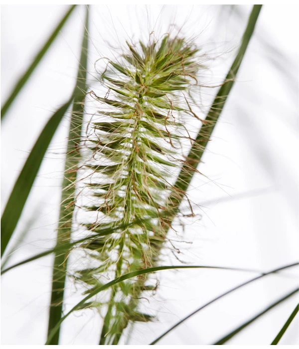 Herbst-Chrysantheme Mit Gras Im Blumenkasten, Verschiedene Farben 6 Herbst-Chrysantheme Mit Gras Im Blumenkasten, Verschiedene Farben – Bild 4