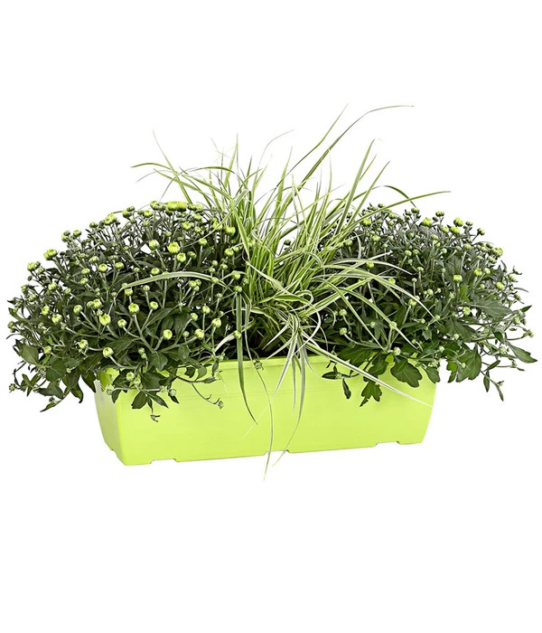 Herbst-Chrysantheme Mit Gras Im Blumenkasten, Verschiedene Farben 5 Herbst-Chrysantheme Mit Gras Im Blumenkasten, Verschiedene Farben – Bild 3