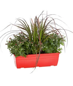 Dehner -Dehner 8213217 PR FS 002 ChrysanthemeMulitfloraMitGrasKastenDehnerExpressHerzig