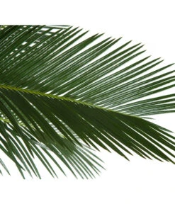 Sagopalmfarn - Cycas Revoluta -Dehner 8216236 BildD 001 PalmfarnCycasRevoluta45