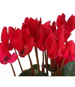 Alpenveilchen -Dehner 8217481 WE DE 002 CyclameRot12