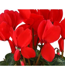 Alpenveilchen -Dehner 8217481 WE DE 002 Cyclame Rot 12