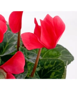 Alpenveilchen -Dehner 8217481 WE DE 005 AlpenveilchenCyclamenRotT12OlafSzczepaniak