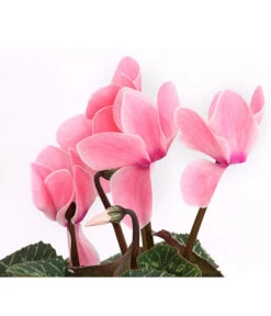 Alpenveilchen, Gerandet -Dehner 8217580 WE DE 001 AlpenveilchenCyclameSofaT12DehnerExpressHerzig