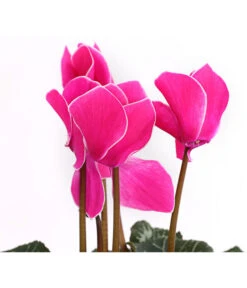 Alpenveilchen, Gerandet -Dehner 8217580 WE DE 002 AlpenveilchenCyclameSofaT12DehnerExpressHerzig