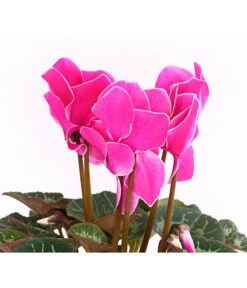 Alpenveilchen, Gerandet -Dehner 8217580 WE DE 003 AlpenveilchenCyclameSofaT12DehnerExpressHerzig