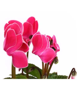 Alpenveilchen, Gerandet -Dehner 8217580 WE DE 005 AlpenveilchenCyclameSofaT12DehnerExpressHerzig