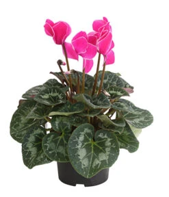 Alpenveilchen, Gerandet -Dehner 8217580 WE FS 002 AlpenveilchenCyclameSofaT12DehnerExpressHerzig