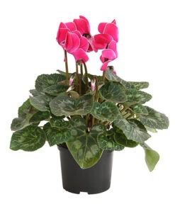 Alpenveilchen, Gerandet -Dehner 8217580 WE FS 003 AlpenveilchenCyclameSofaT12DehnerExpressHerzig