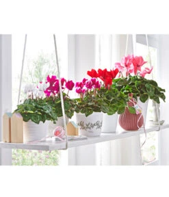 Alpenveilchen -Dehner 8217663 8217481 8217770 8619488 WE MO 001 AlpenveilchenCyclamenStandardT12UveSauer