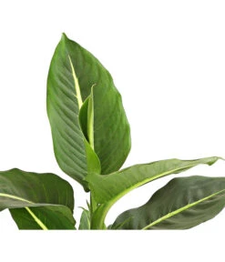 Dieffenbachie - Dieffenbachia Maculata, Verschiedene Sorten -Dehner 8219560 WE DE DieffenbachieGreenMagicT12