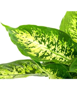 Dieffenbachie - Dieffenbachia Seguine Compacta -Dehner 8219966 PR DE 002 DieffenbachiaCompactaT17DehnerHerzig