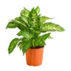 Dieffenbachie - Dieffenbachia Seguine Compacta