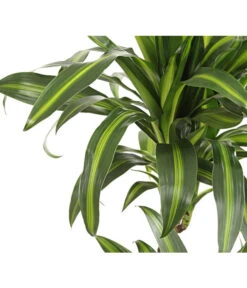 Drachenbaum - Dracaena Deremensis, Verschiedene Sorten -Dehner 8220980 WE DE 001 DrachenbaumDracaenaHawaianSunshineT27DehnerExpressHerzig