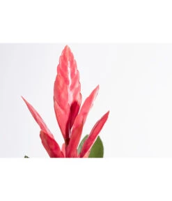 Vriesea - Bromelia Cultivars 'Intenso Pink' -Dehner 8223877 PR DE 001 VrieseaIntensoPinkT12DehnerExpressZS