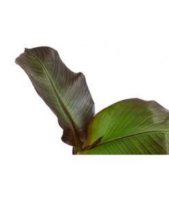 Rote Zierbanane 'Maurelii' 7 Rote Zierbanane 'Maurelii' -Dehner 8224982 WE DE 001 EnseteVentricosumMaurelliT14