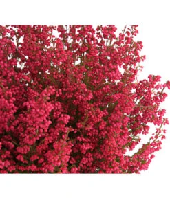 Beet- & Balkonset Heidenzauber, 6-teilig -Dehner 8225542 WE DE 001 EricaGracilisRotErikaT12DehnerExpressHerzigOW