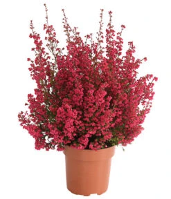 Beet- & Balkonset Heidenzauber, 6-teilig -Dehner 8225542 WE FS 001 EricaGracilisRotErikaT12OWDehnerHerzig