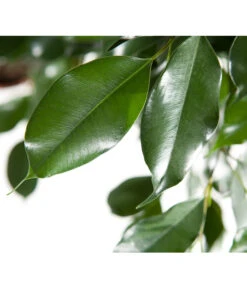 Birkenfeige - Ficus Benjamina 'Forever', Verschiedene Sorten -Dehner 8229106 BildD 003 BirkenfeigeFicusForeverMixFicusForeverMix120