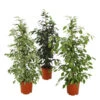 Birkenfeige - Ficus Benjamina 'Forever', Verschiedene Sorten -Dehner 8229106 WE FS 002 FicusForeverMix